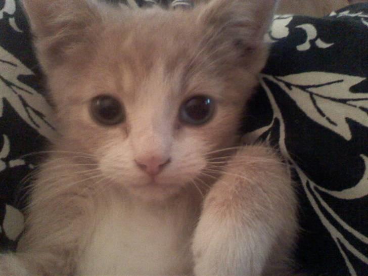 Huskat Mis billede 10