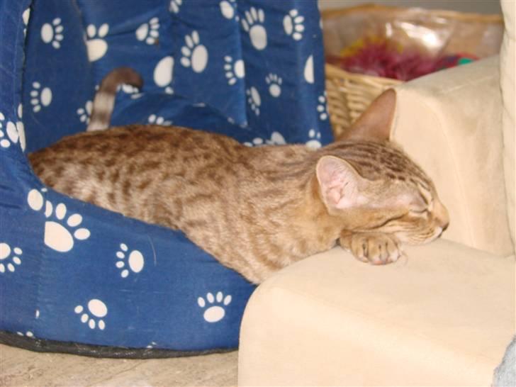 Ocicat Cassiopeia (kaldet Peia) billede 8