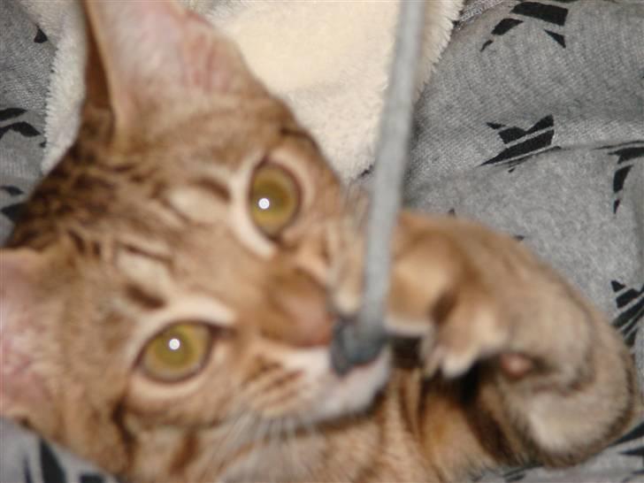 Ocicat Cassiopeia (kaldet Peia) billede 9