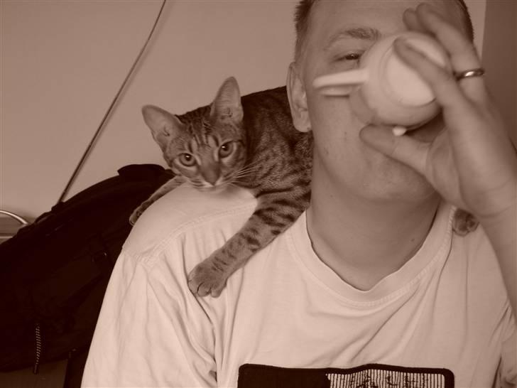 Ocicat Cassiopeia (kaldet Peia) billede 10