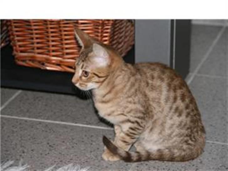 Ocicat Cassiopeia (kaldet Peia) billede 11