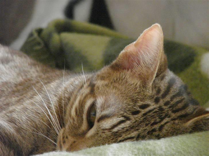 Ocicat Cassiopeia (kaldet Peia) billede 12