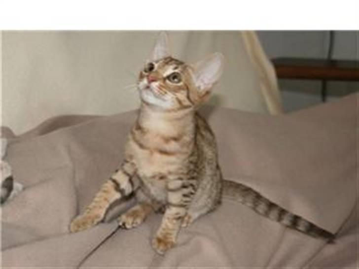 Ocicat Cassiopeia (kaldet Peia) billede 13