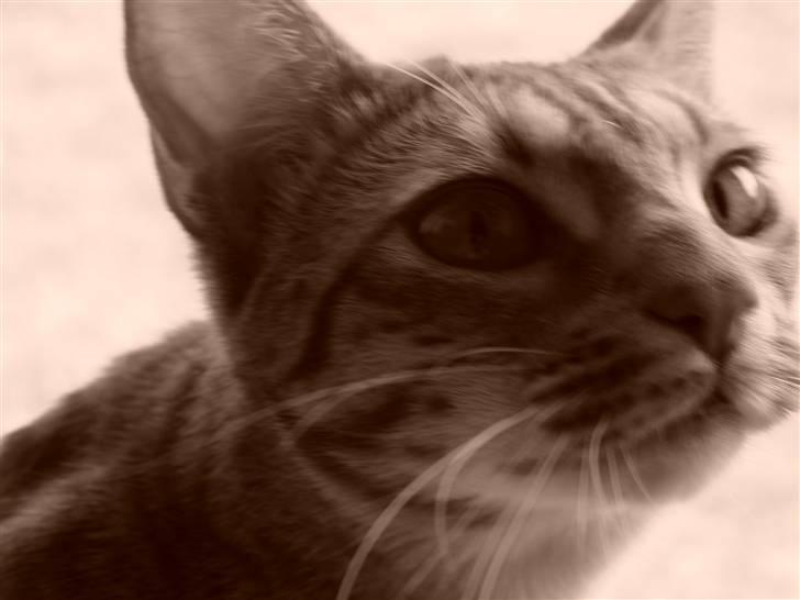 Ocicat Cassiopeia (kaldet Peia) billede 14