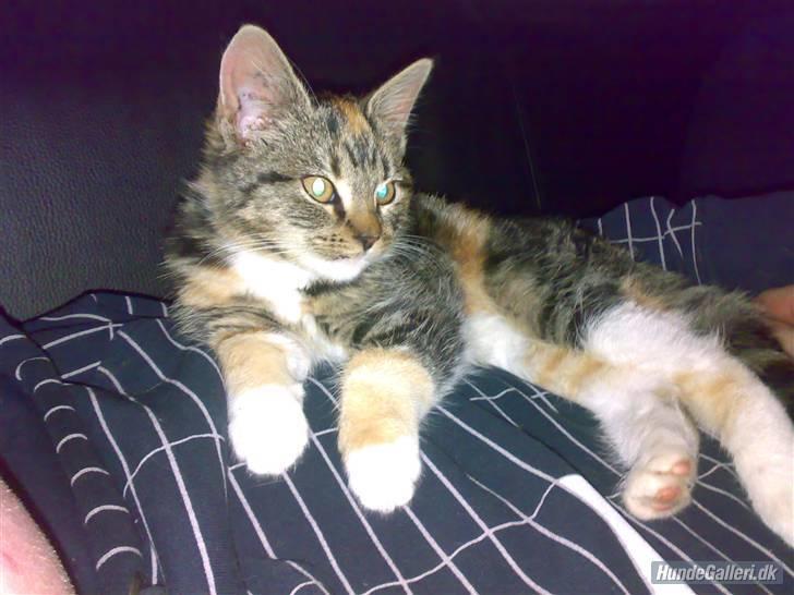 Huskat CHILI  -  Hittekilling billede 1