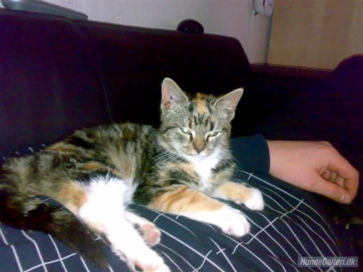 Huskat CHILI  -  Hittekilling billede 2