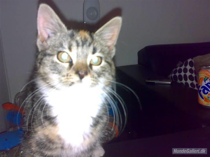 Huskat CHILI  -  Hittekilling billede 3