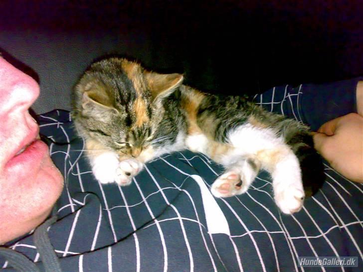 Huskat CHILI  -  Hittekilling billede 4