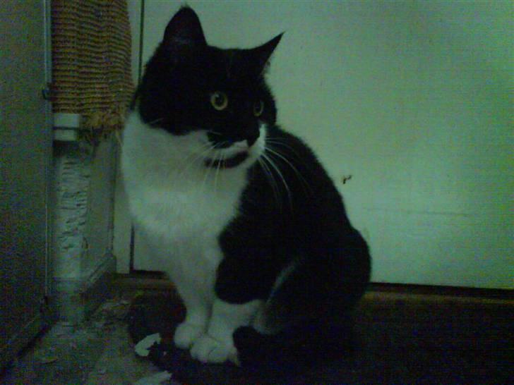 Huskat fie billede 1