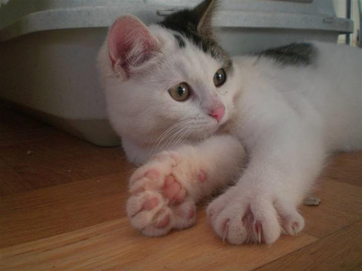 {{currentPhoto.altText}} billede {{currentPhoto.number}}