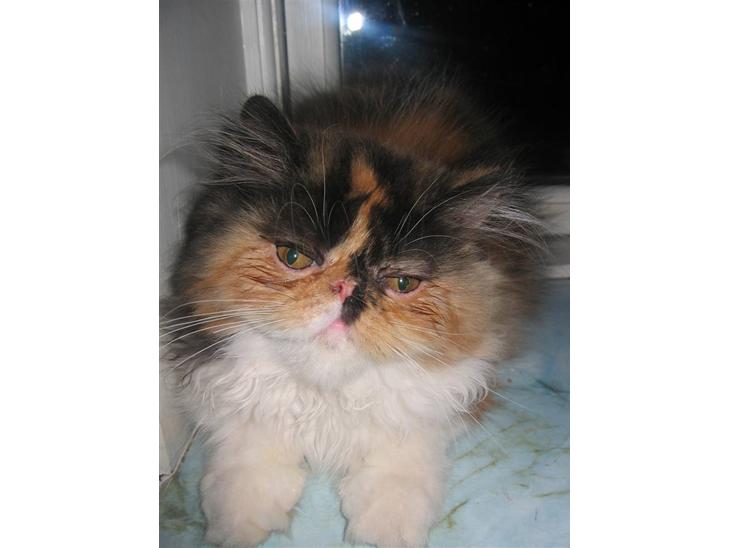 {{currentPhoto.altText}} billede {{currentPhoto.number}}