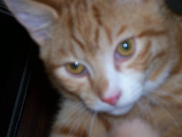 {{currentPhoto.altText}} billede {{currentPhoto.number}}