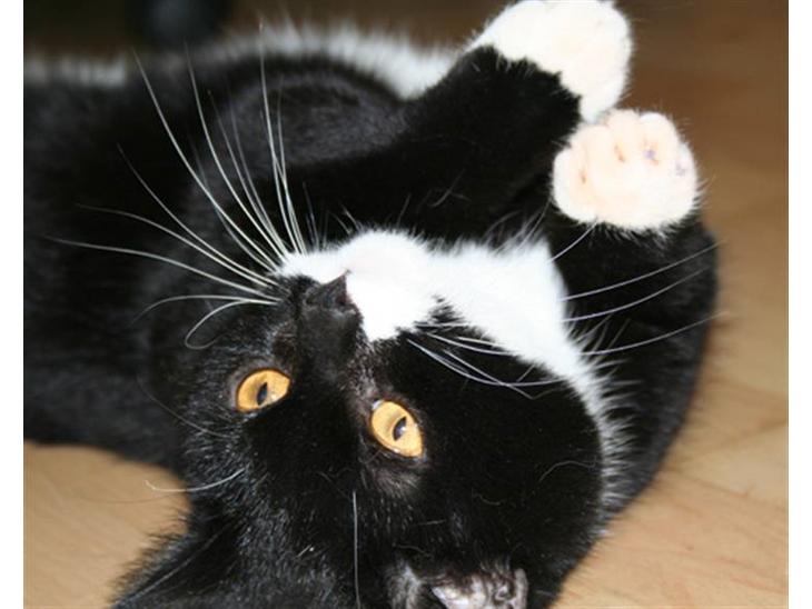 {{currentPhoto.altText}} billede {{currentPhoto.number}}