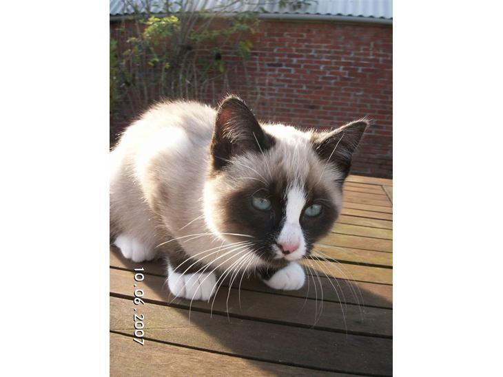 {{currentPhoto.altText}} billede {{currentPhoto.number}}