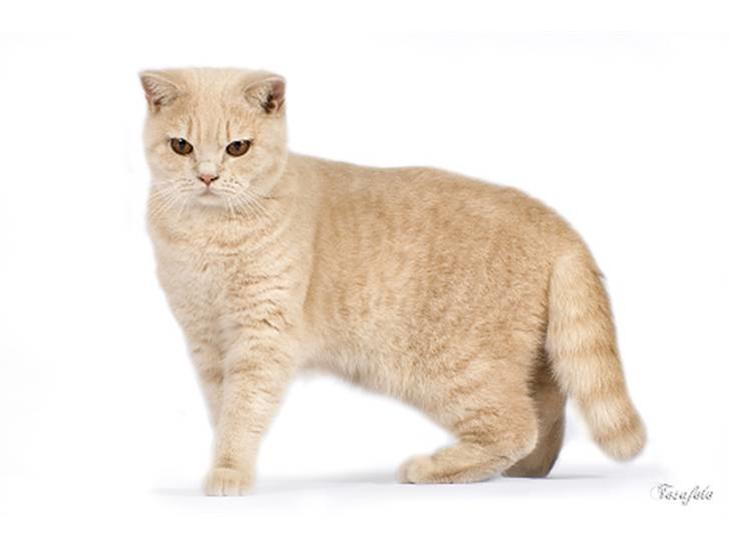 British Shorthair Ch. Creme Elli Cat 4 You  - Ch. Creme Elli Cat 4 You  billede 1