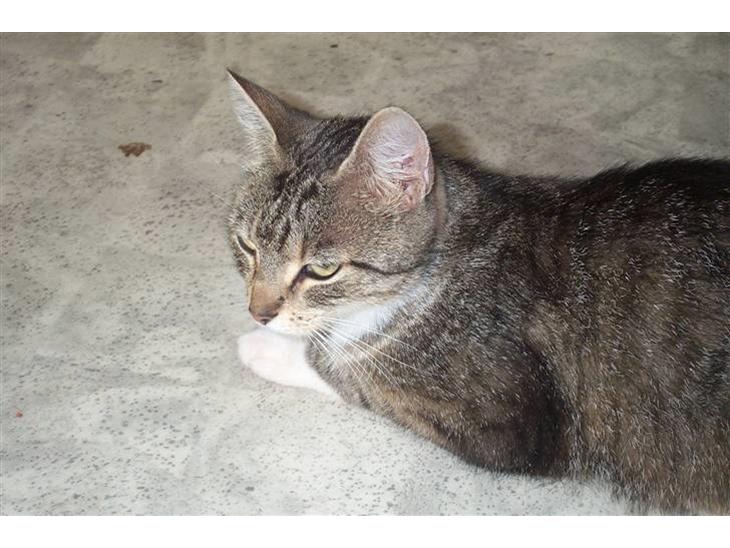 {{currentPhoto.altText}} billede {{currentPhoto.number}}