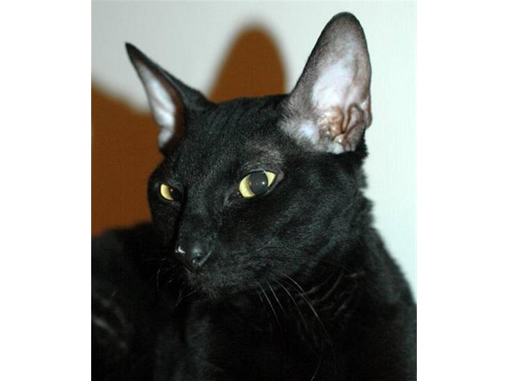 Cornish Rex Ebonny  billede 1
