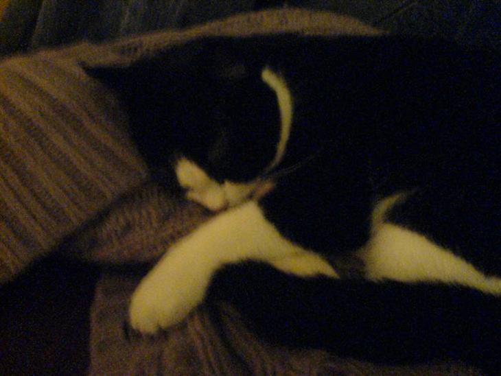 Huskat Max Power R.I.P :-( - ligger og sover for en gangs skyld hehe billede 1
