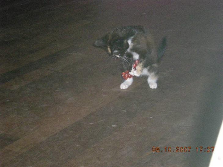 {{currentPhoto.altText}} billede {{currentPhoto.number}}