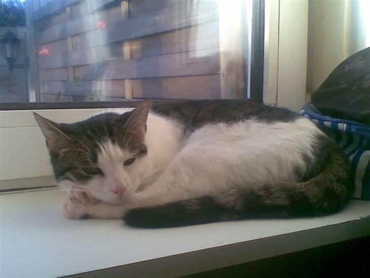 {{currentPhoto.altText}} billede {{currentPhoto.number}}