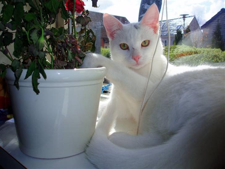 {{currentPhoto.altText}} billede {{currentPhoto.number}}