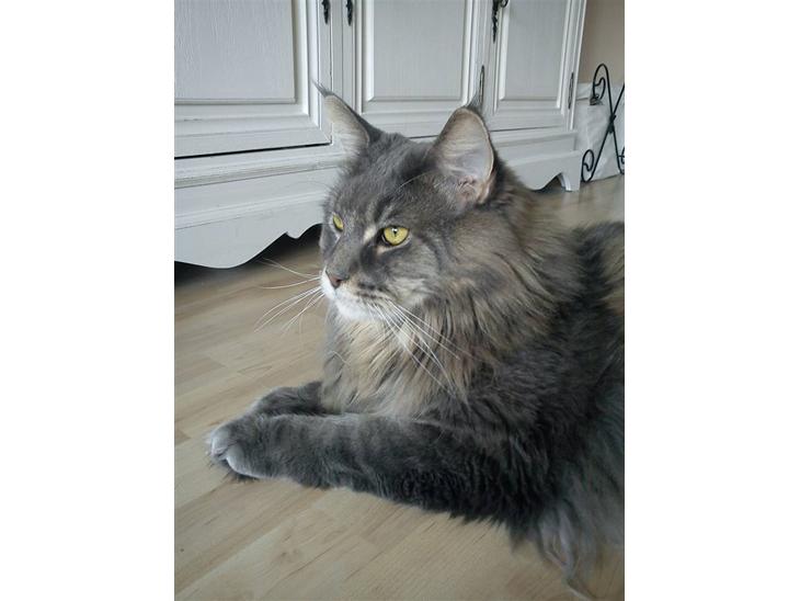 Maine Coon Gaffa billede 1