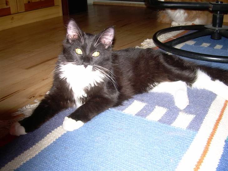 {{currentPhoto.altText}} billede {{currentPhoto.number}}