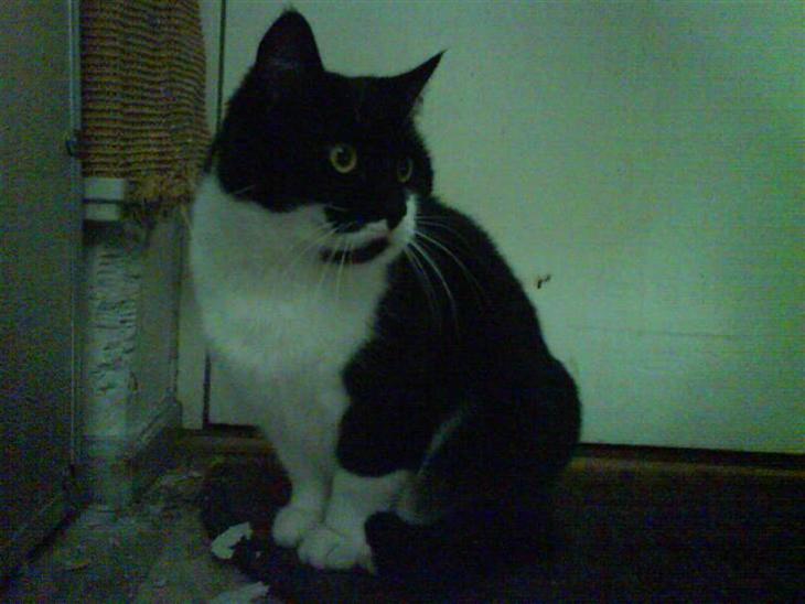 {{currentPhoto.altText}} billede {{currentPhoto.number}}