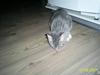 Huskat Mulle