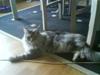 Maine Coon Emil