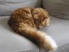 Maine Coon Ditocas Jason