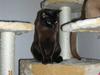 Burmeser Momi's Baloo