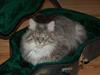 Maine Coon Charles Hamilton