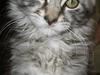 Maine Coon Siffe [ Himmelkat]
