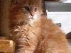 Maine Coon Don Diego