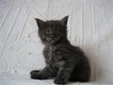 Maine Coon Holy Smoke