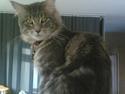 Maine Coon Schumacher