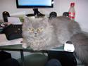 Perser cleo