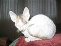 Cornish Rex Hexia de Trix