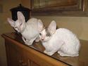Cornish Rex masarati