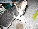Cornish Rex frinjet