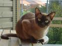 Burmeser Momi's Cirkeline