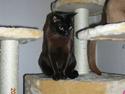 Burmeser Momi's Baloo