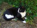 Huskat Nybo's Chap * R.I.P *