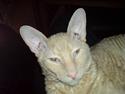 Cornish Rex Bojan