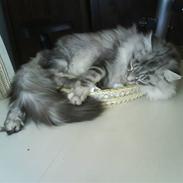Maine Coon Emil