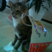 Huskat Snuske