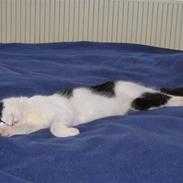 Blanding af racer bambus OBS: gives væk