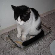 Blanding af racer bambus OBS: gives væk