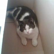 Blanding af racer bambus OBS: gives væk